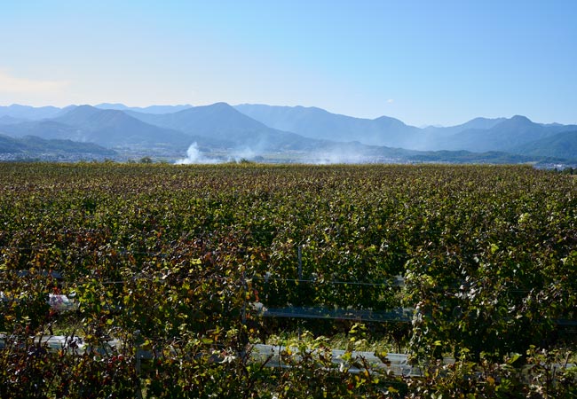 メトロミニッツ、日本ワインの現在地、日本ワイン、Sail the Ship Winery