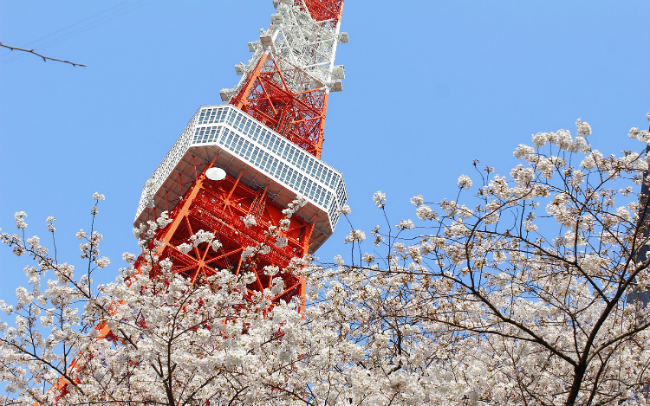 東京タワーさくらフェス