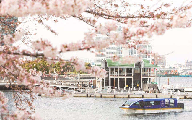 桜のトンネルをくぐる横浜お花見クルーズ