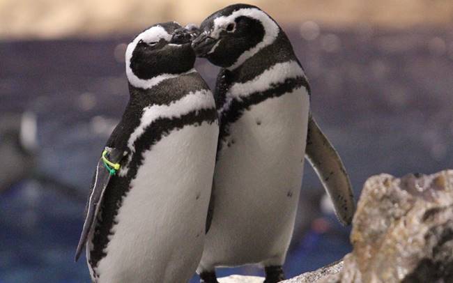 すみだ水族館でペンギンたちとバレンタイン