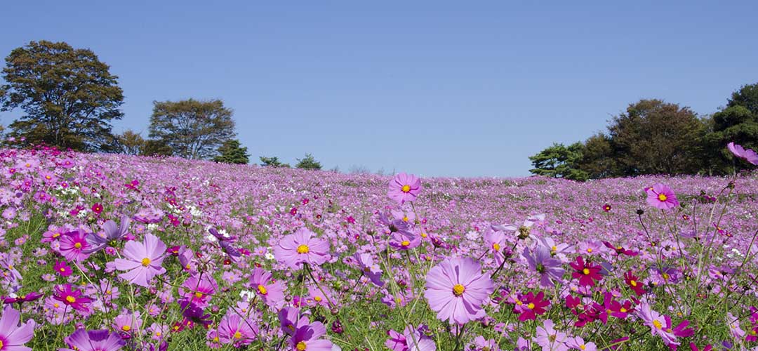 550万本のコスモス畑は圧巻！秋の立川・国営昭和記念公園で、摘み取り体験などが楽しめる「コスモスまつり2019」開催
