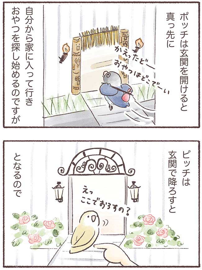 うちのインコたちは今日もおしゃべり3話２P