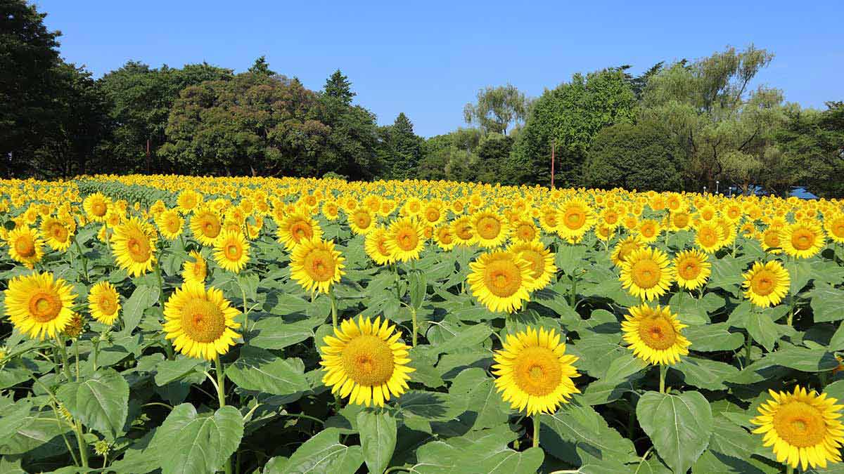 国営昭和記念公園のひまわり畑＆夏の花を愛でに行こう！2023年の開花時期や見頃、おすすめの順路も