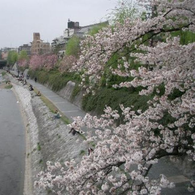 【鴨川河川敷の桜並木　花の回廊】の桜