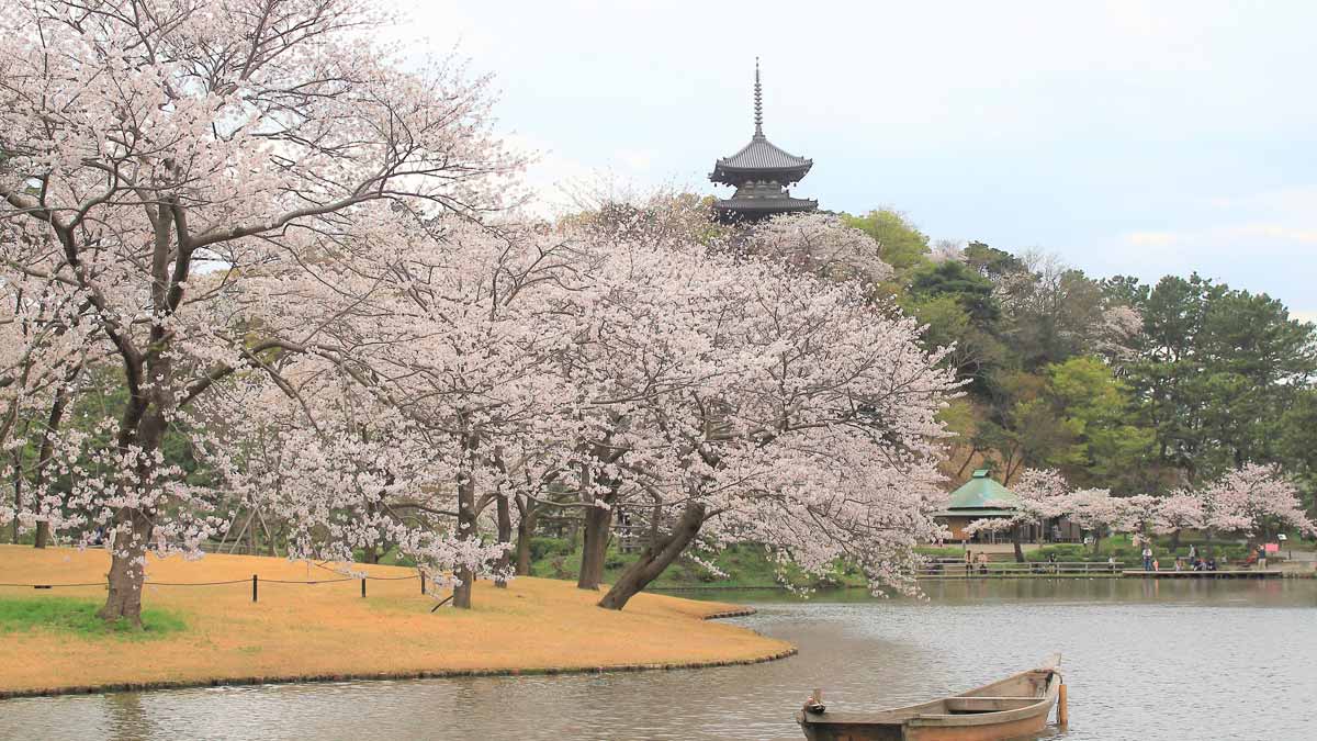 三溪園（神奈川県・根岸）_お花見スポット2024