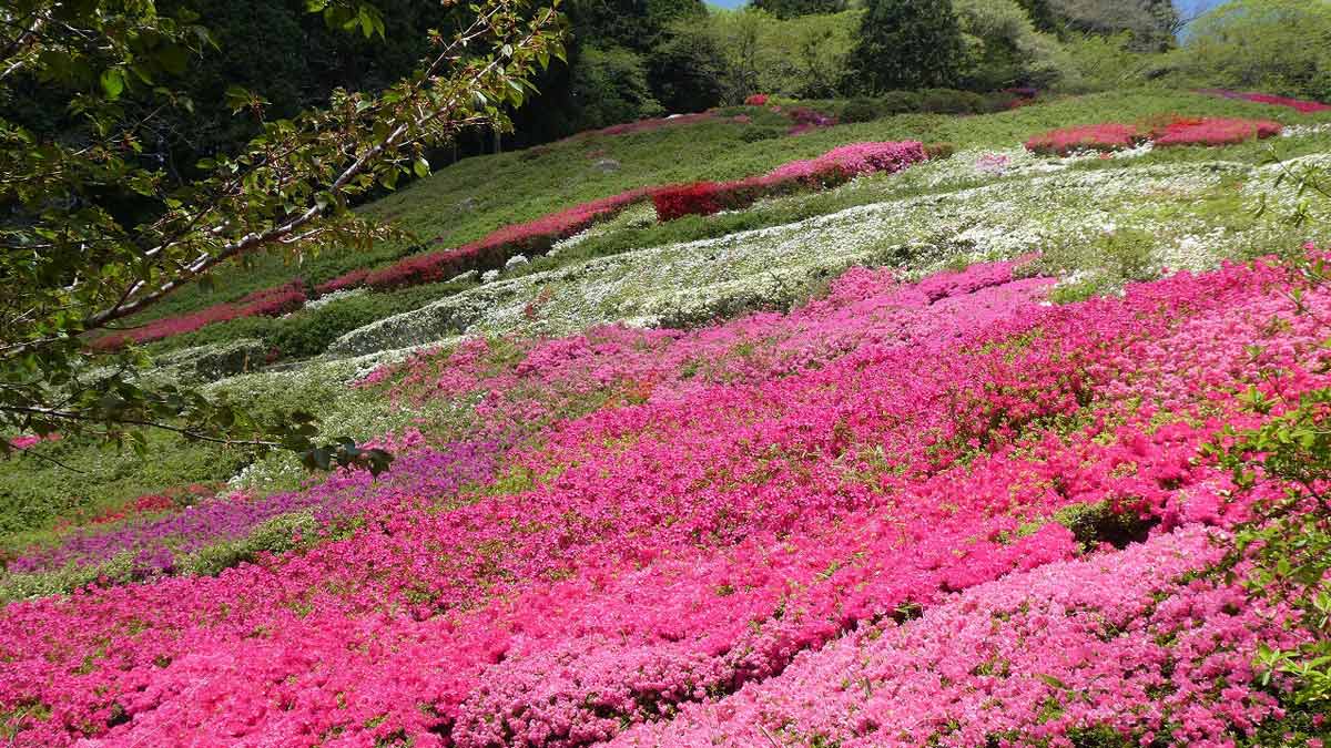 熱海市姫の沢公園　花まつり「つつじ・こいのぼりまつり」