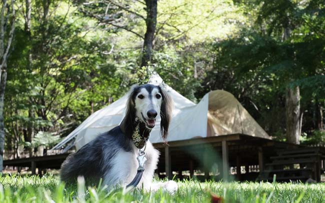 愛犬とテントステイできるランピング施設
