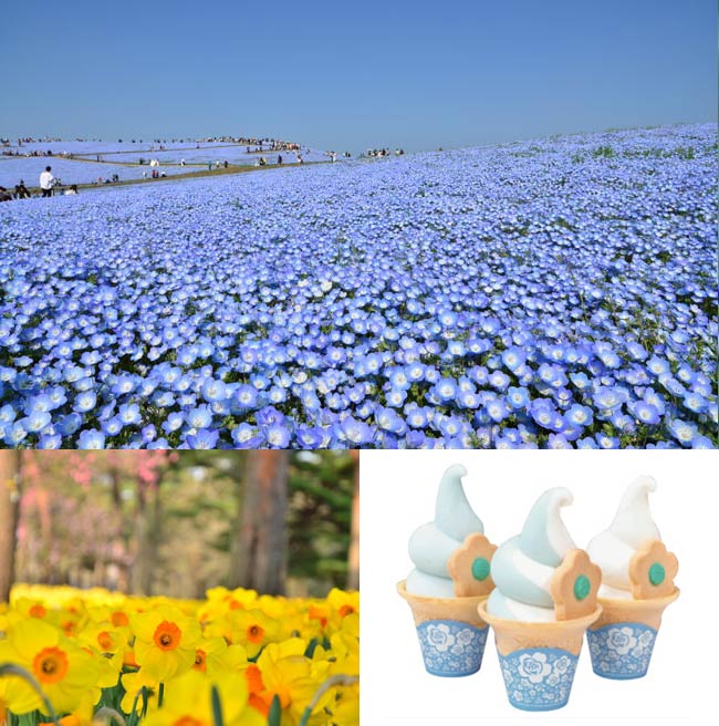 【茨城・ひたちなか】国営ひたち海浜公園「Flowering 2019」