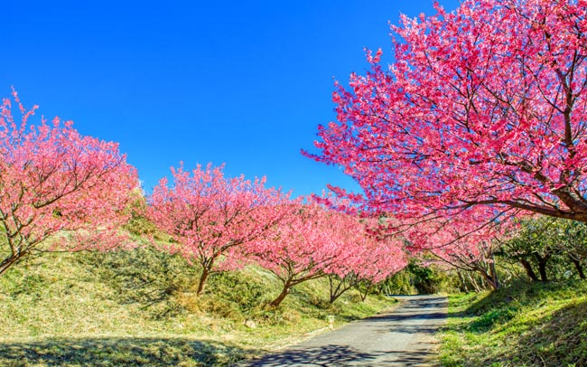 1月に満開！早咲き桜を愛でる伊豆の春旅へ