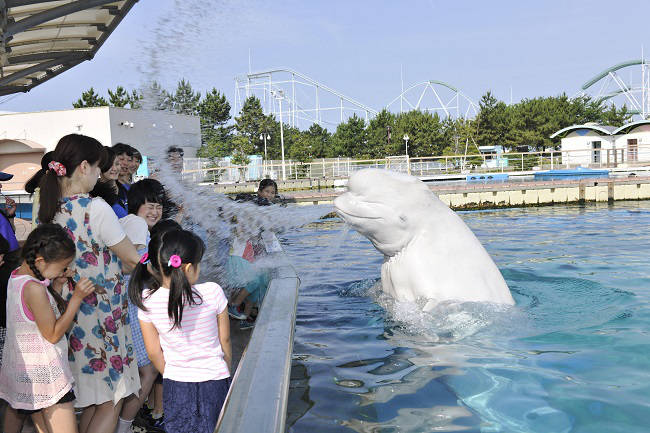 横浜・八景島シーパラダイス　夏イベント「ナツパラ！　イルカのスプラッシュ