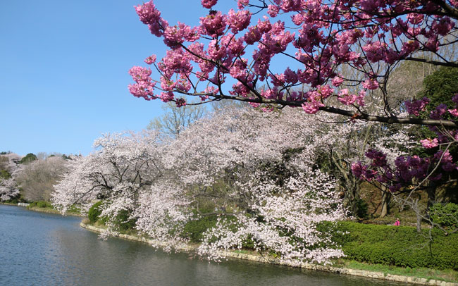 桜×パンの黄金コンビ！“おいしい”お花…