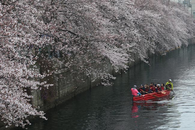 大岡川の桜並木をのんびりさんぽ