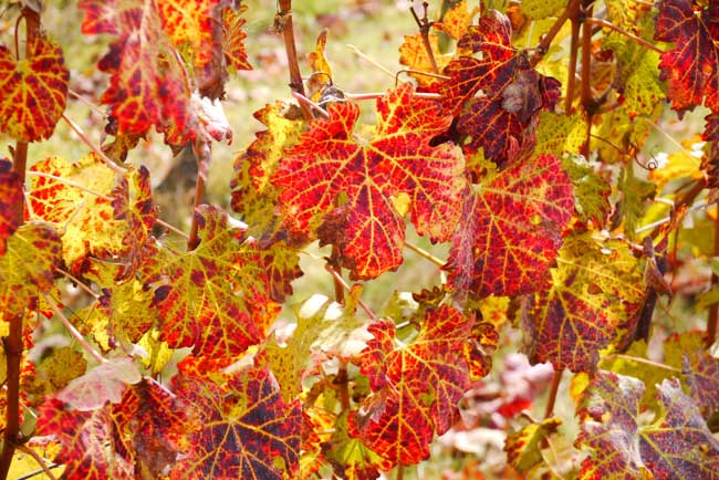 10月下旬頃からぶどうの葉が赤く染まってくる