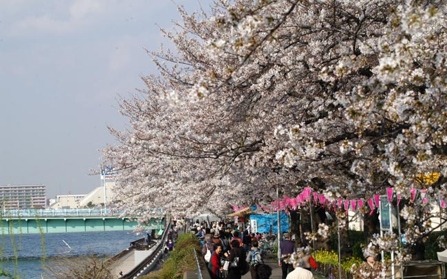 お花見デートの定番スポット4位隅田川