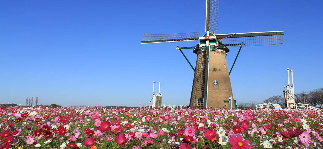 オランダ風車に映える50万本のコスモスがフォトジェニック！千葉・佐倉ふるさと広場で「佐倉コスモスフェスタ」を開催