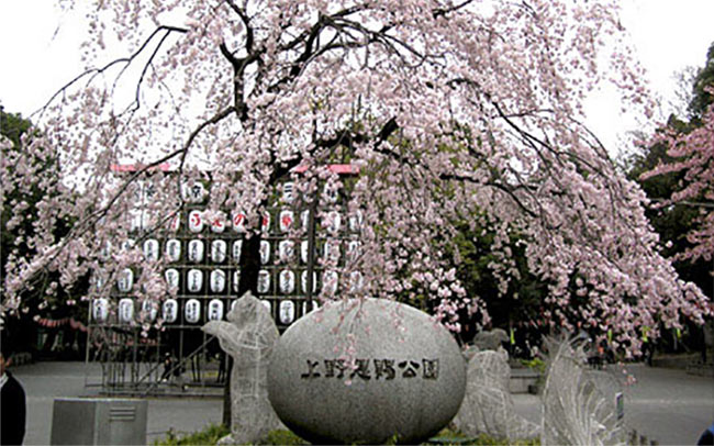 子供と行きたい定番のお花見スポット2位上野恩賜公園