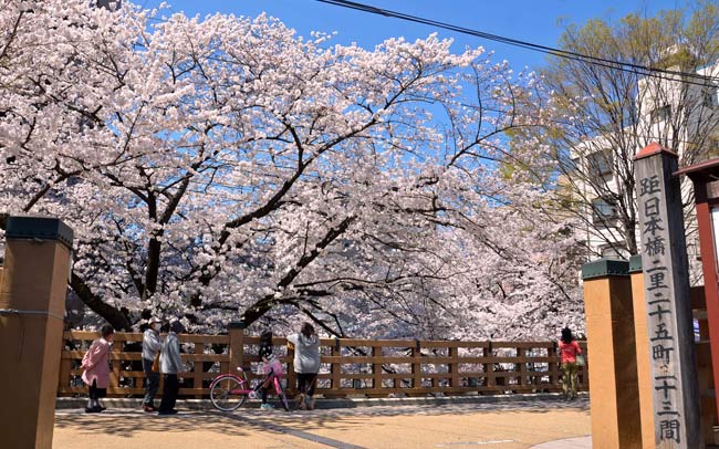 【東京・中板橋】石神井川の桜並木