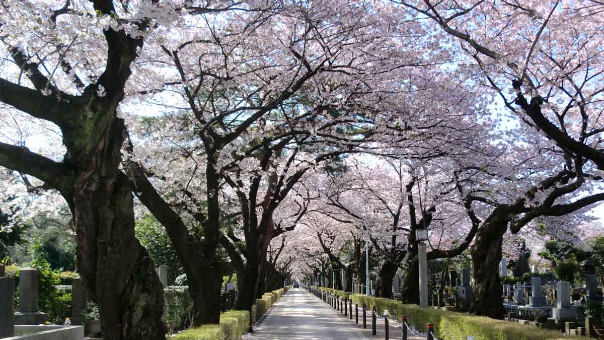 青山霊園（東京都・乃木坂）_お花見スポット2024