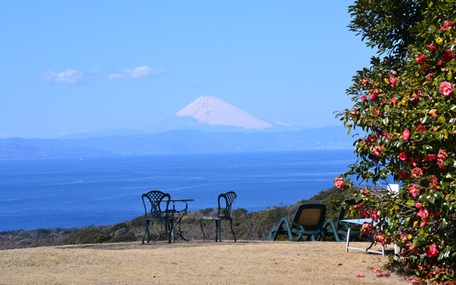満開の椿×富士山が絶景！椿の楽園・大島へ