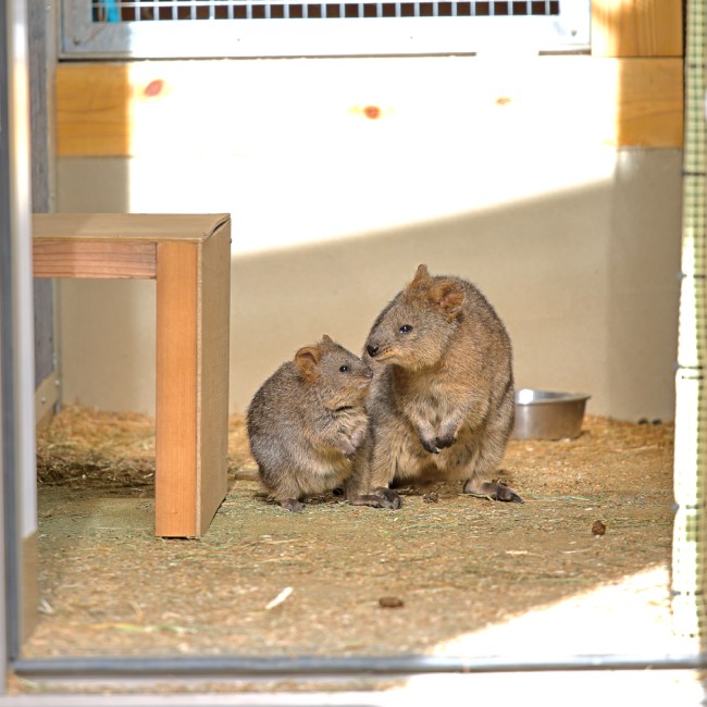 埼玉県こども動物自然公園、クオッカの親子