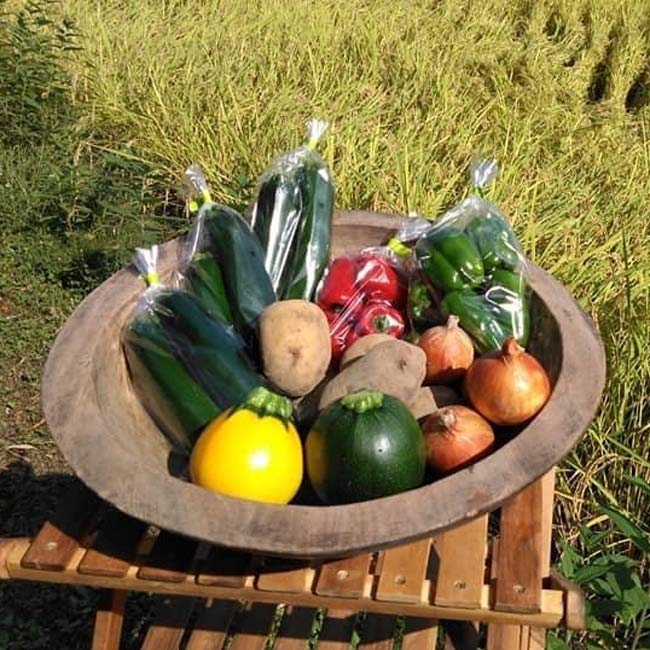 「さっちゃんの育てたお野菜セット」