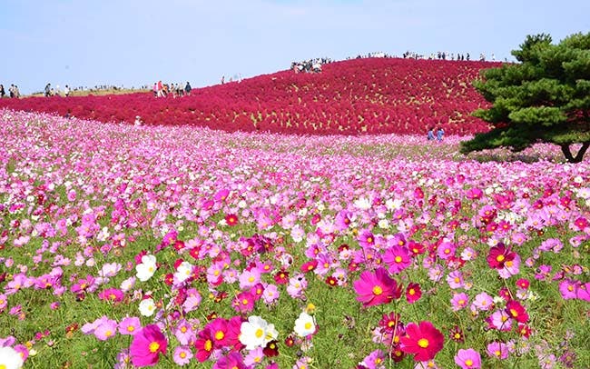 【茨城・国営ひたち海浜公園】 コキアの赤色で染まった丘に、品のあるコスモスの色が映える
