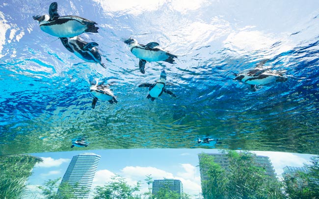 東京近郊の水族館・アクアリウム2021