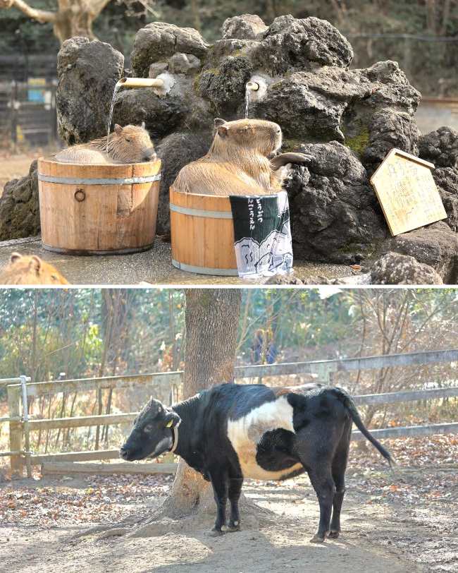 埼玉県こども動物自然公園、温泉に浸かるカピバラ、口之島牛
