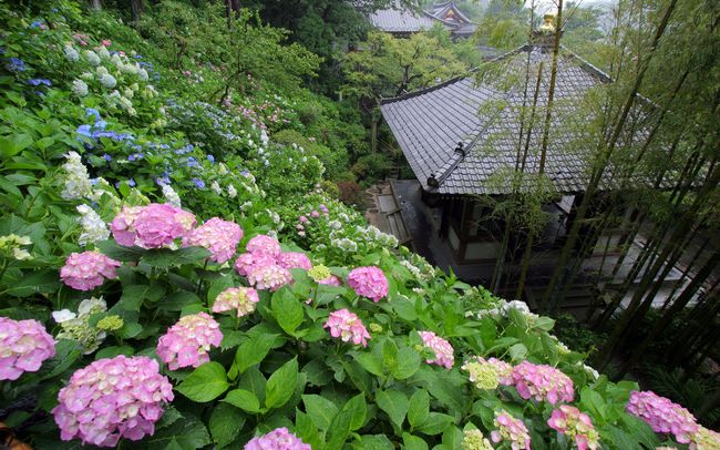 梅雨の絶景！鎌倉 長谷寺のあじさいに注目