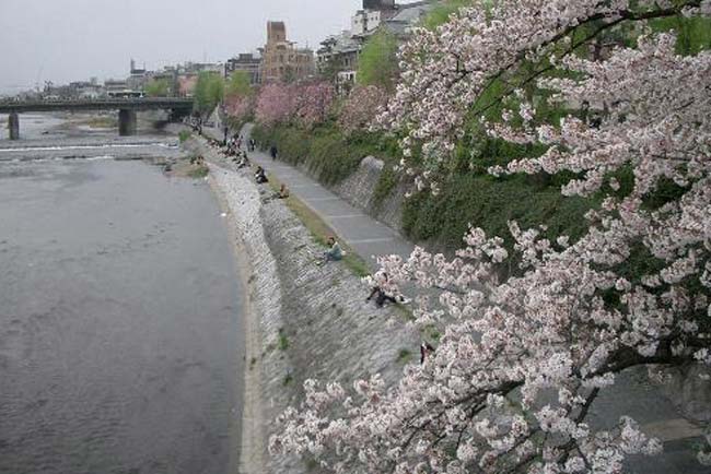 花の回廊の桜
