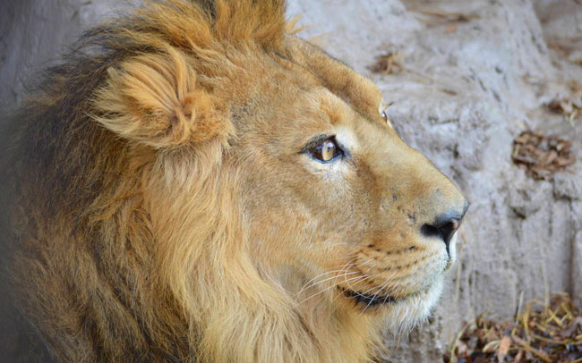 約80種の動物を飼育！キリンやライオンなど人気の動物たちに会える「野毛山動物園」