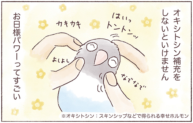 うちのインコたちは今日もおしゃべり4話3P