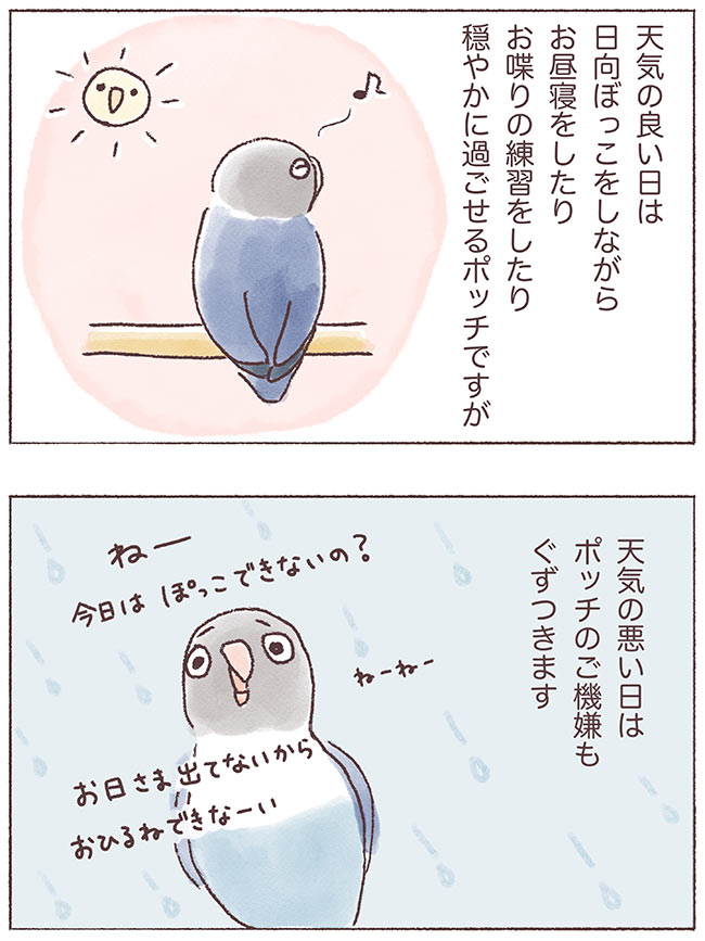うちのインコたちは今日もおしゃべり4話1P