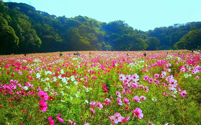 【横須賀市・くりはま花の国】 パノラマで愛でたい、丘に向かって咲き誇るコスモス100万本