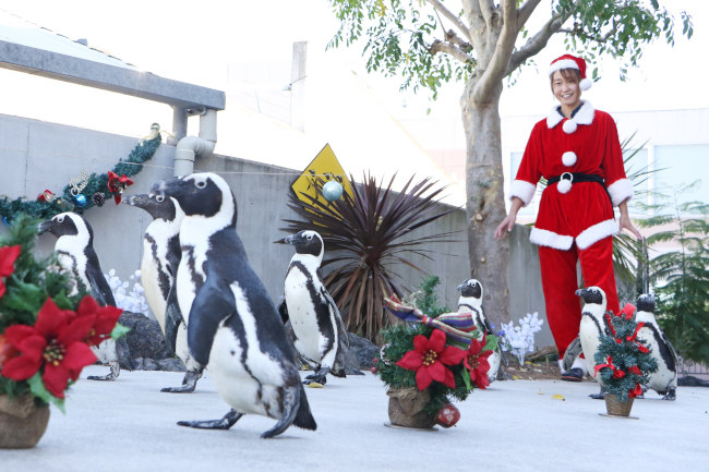 ペンギンたちがぺたぺたよちよちパレード「ケープペンギンの クリスマス パレード 」