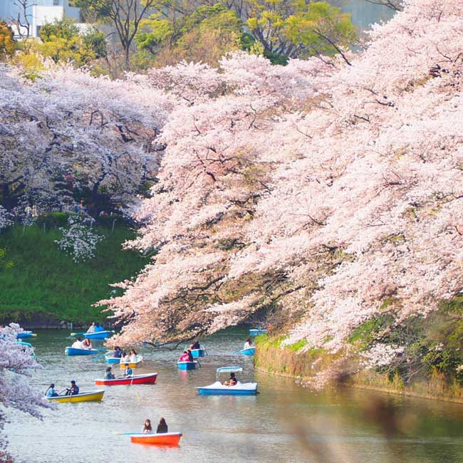 【1位】美しい桜吹雪と心地よい音色に癒される「千鳥ヶ淵緑道」