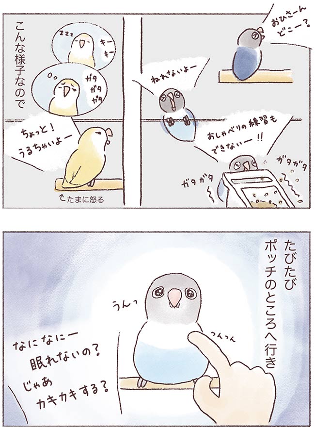 うちのインコたちは今日もおしゃべり4話2P