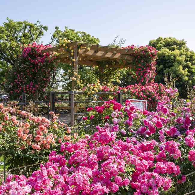 神奈川県立花と緑のふれあいセンター　花菜ガーデンのバラ園