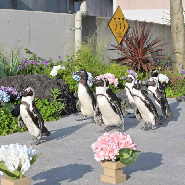 ペンギンとお花のコラボレーション「ケープペンギンのパレード＆ふれあいパフォーマンス」