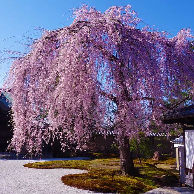 高台寺のお花見・桜情報