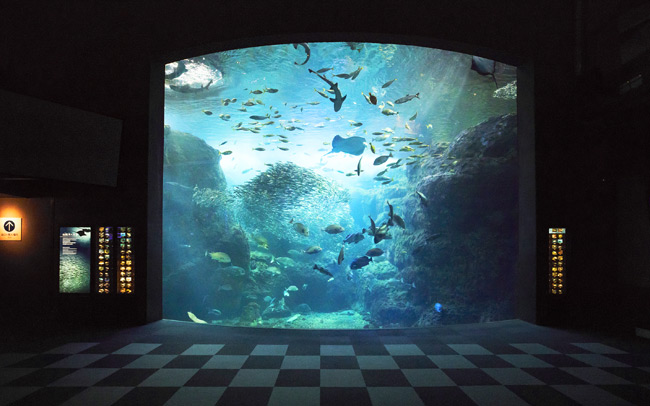 【4位】目の前に広がる大迫力の水槽に心奪われる「新江ノ島水族館」