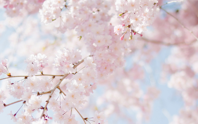 一面をピンク色に染める“桜の名所”へ