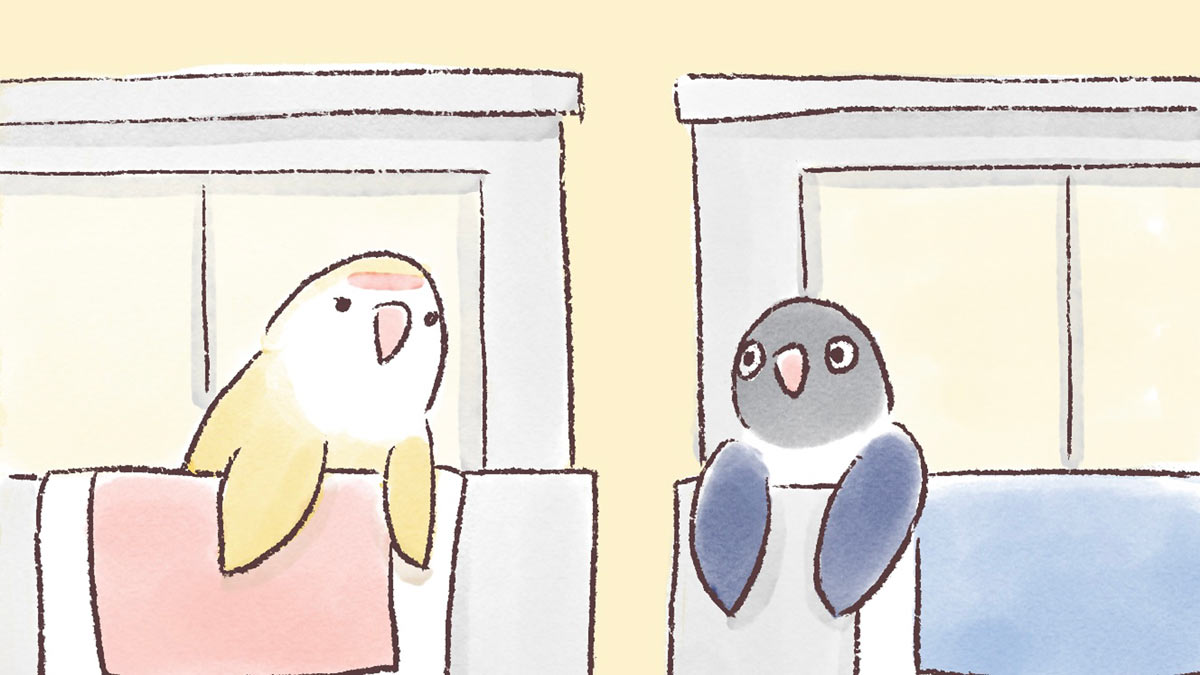 うちのインコたちは今日もおしゃべり【第1話】|お隣さん