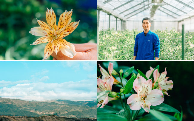 5月に届くお花「アルストロメリア」とは？“お花を育てる人”に聞いた