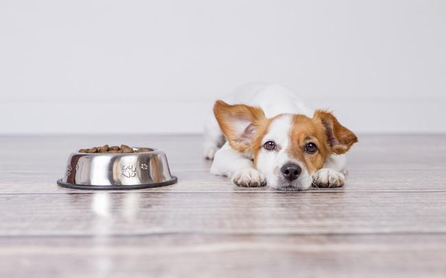 子犬がご飯を食べない原因と対処法