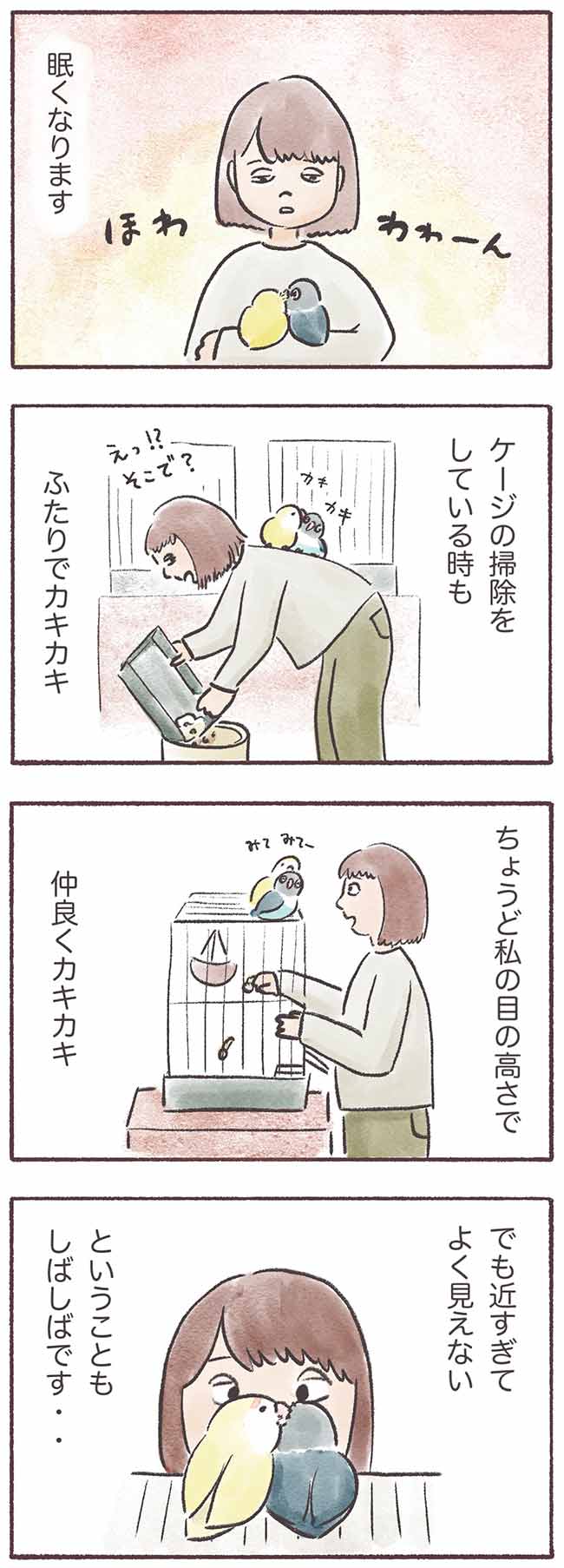 うちのインコたちは今日もおしゃべり2話2P