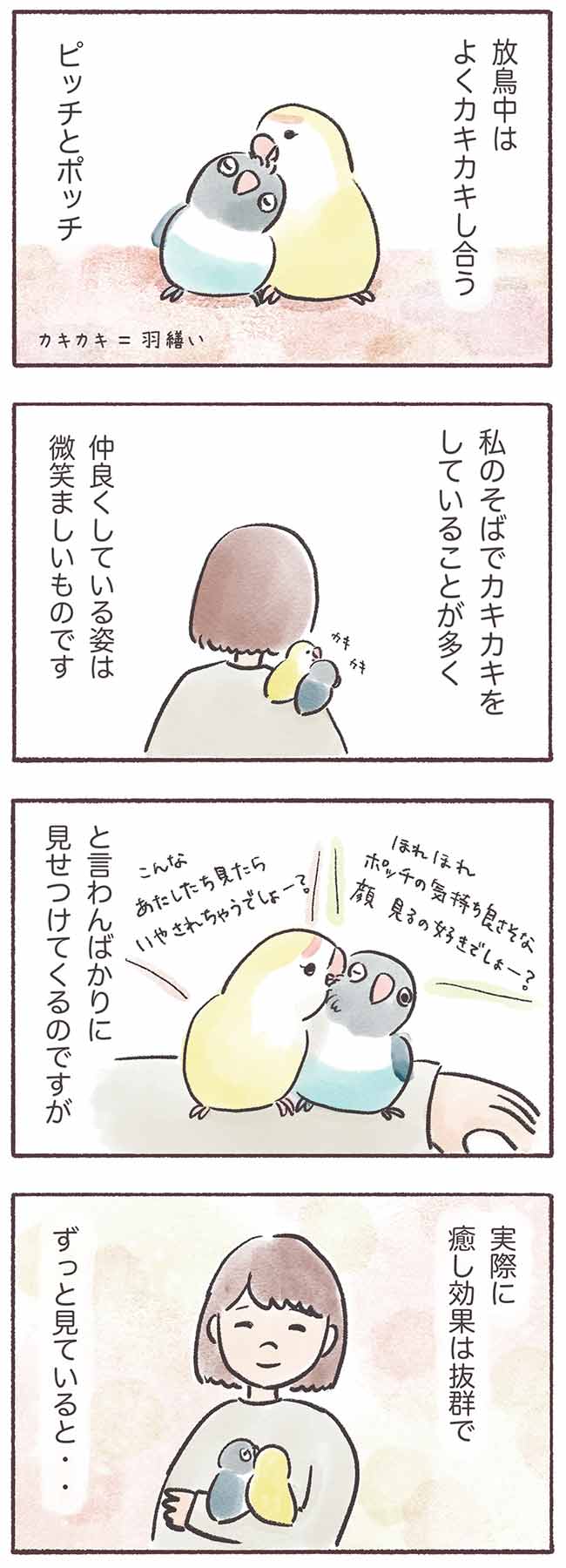 うちのインコたちは今日もおしゃべり2話1P