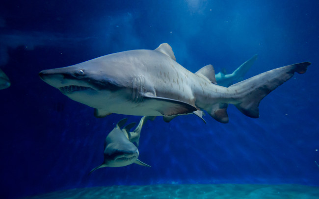 サメの飼育種数、日本一！茨城の大洗水族館