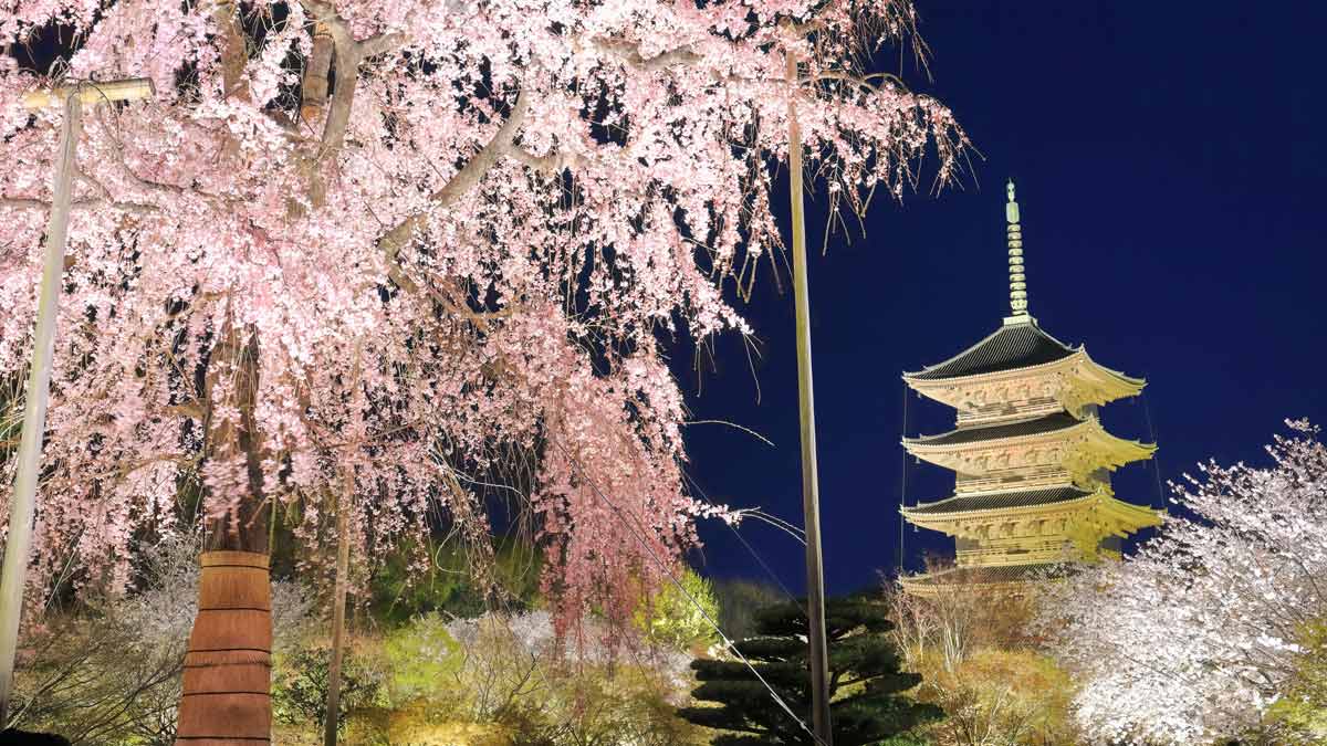 京都“夜桜ライトアップ2023”めぐり。タクシー運転手おすすめ名所で、美しさに感動して（東寺、妙顕寺、平野神社、祇園白川）