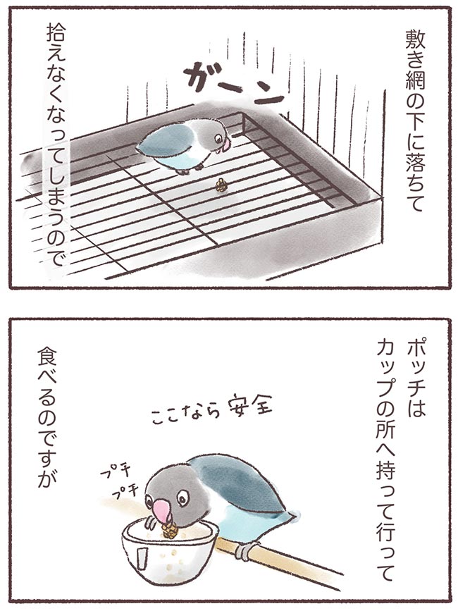 うちのインコたちは今日もおしゃべり5話2P